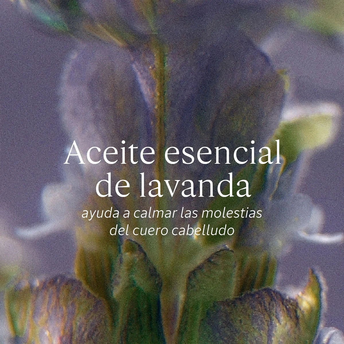 Shampoo Equilibrio & Suavidad