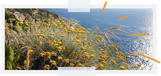 Nos asociamos con IUCN