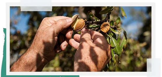 PRODUCTORES DE ALMENDRA