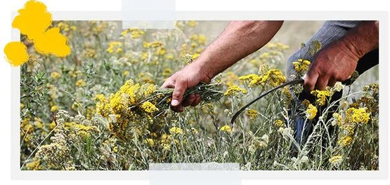 PRODUCTORES IMMORTELLE
