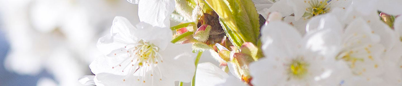 Flor de Cerezo
