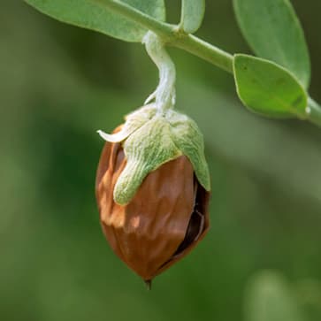  Featured Ingredient - L'Occitane