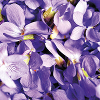 Violet Featured Ingredient - L'Occitane